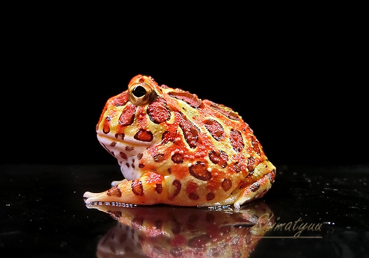 クラウウェルツノガエル ツノガエルをはじめとする飼育から販売 HerptileFarm NUANCE