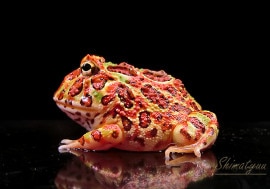 ����ʪ������󥦥���ĥΥ����롡�ϥ���åɡ�No.17