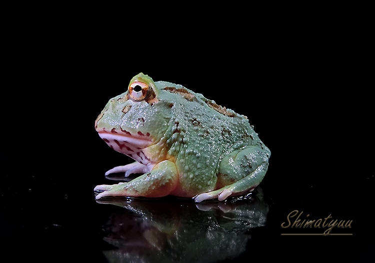 一点物 クランウェルツノガエル ターコイズブルー No.22 | すべての