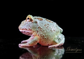 ����ʪ������󥦥���ĥΥ����롡�����������֥롼��No.26