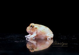 ����ʪ�����㥳�����롡�ܥ�ӥ���No.02