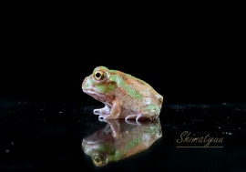 ����ʪ�����㥳�����롡�ܥ�ӥ���No.03