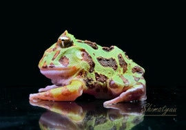 ����ʪ�������ƥ��󥬡��ĥΥ����롡No.01