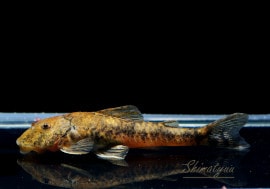 ��Ǯ�ӵ���P.cf.�ԥåȥ֥�ץ쥳��1ɤ