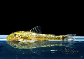 ��Ǯ�ӵ��ۡ��ѥ饪�ȥ��󡡥ʥ������3ɤ