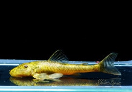 ��Ǯ�ӵ��ۡ��ѥ��ȥ��󥯥륹�������ޥ�ƥ�����1ɤ