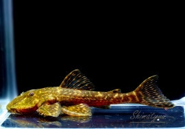 ��Ǯ�ӵ��ۡ�����ʪ���ѥ쥤����ե��������ե�����ͺ��No.01