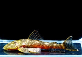 ��Ǯ�ӵ��ۡ�����ʪ���ѥ쥤����ե��������ե�����1Pr