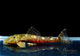 ��Ǯ�ӵ��ۡ�����ʪ���ѥ쥤����ե��������ե�������No.03