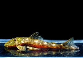 ��Ǯ�ӵ��ۡ�����ʪ���ѥ쥤����ե��������ե�������No.04