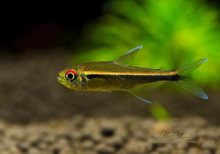 熱帯魚】 ハイフェソブリコン ヘテロラブダス “rio cabixi vilhena
