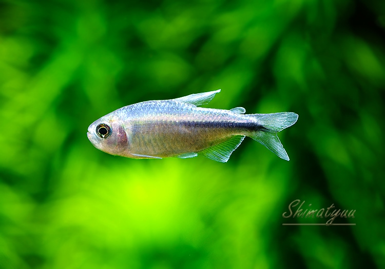 熱帯魚】 ハイフェソブリコンsp. ミルメックスブルー “マットグロッソ