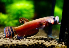 ��Ǯ�ӵ��ۥ٥����ޥ������ȥޡ�WILD���ȥ掠�� ������ ���ǥ�������ɡ������1Pr��