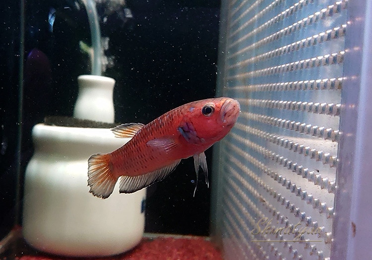 熱帯魚】ベタsp.キャンディ WILD 大き目 1Pr | 熱帯魚,ベタ・グラミー