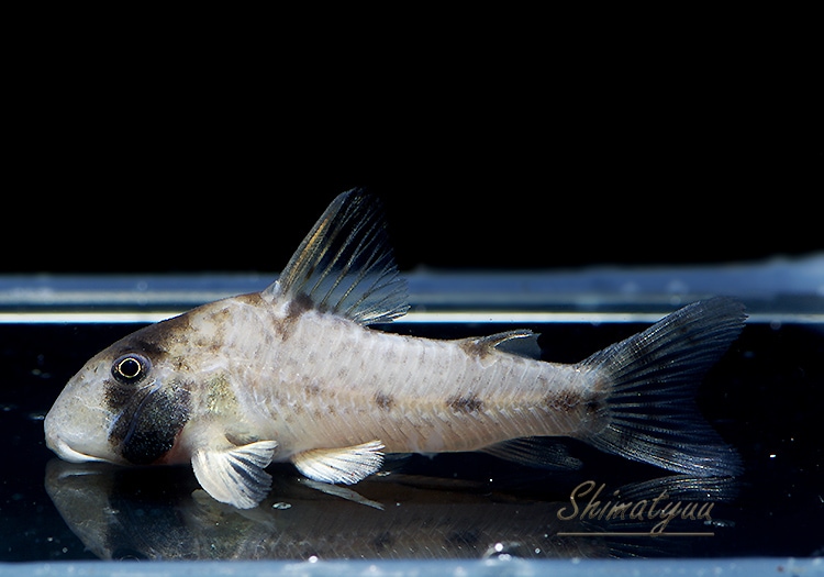 コリドラス 2022/3/16コリドラス新入荷 | TROPICAL GARDEN CORYDORAS