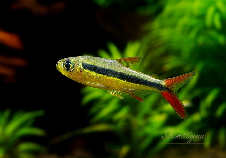 熱帯魚】 レッドフィンペンギンテトラ “マットグロッソ Guaranta do
