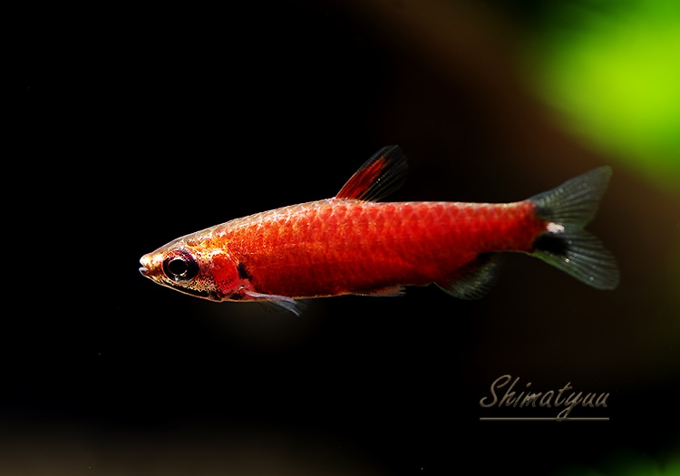 熱帯魚】 クリムゾンレッドペンシル WILD 雄1匹 | 熱帯魚,カラシン
