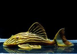 ǥ󥵥롡ȥȥѥ祹ɡ1ɤ