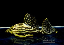 ʪǥ󥵥롡ȥꥪƥ쥹ԥ쥹ɡNo.02