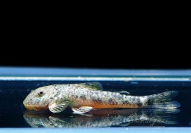 ��Ǯ�ӵ��ۡ��ԥåȥ֥�ץ쥳��������֥꡼�ɡɡ�1ɤ