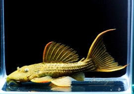 ����ʪ����������åȥȥ�ࡡ�ȥޥ�Сɡ�No.01