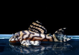 ʪL333ڥ롡ꥢ ᥬ饦󥼥֥顡No.0