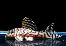 ʪL333ڥ롡ꥢ ᥬ饦󥼥֥顡No.06