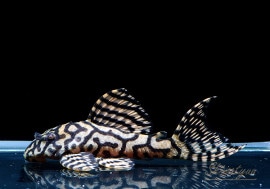 ʪL333ڥ롡ꥢ ᥬ饦󥼥֥顡No.07