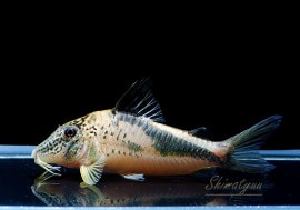 C��ե�����꡼���ȥ��ꥢ�ܥǥ��� WILD��1ɤ