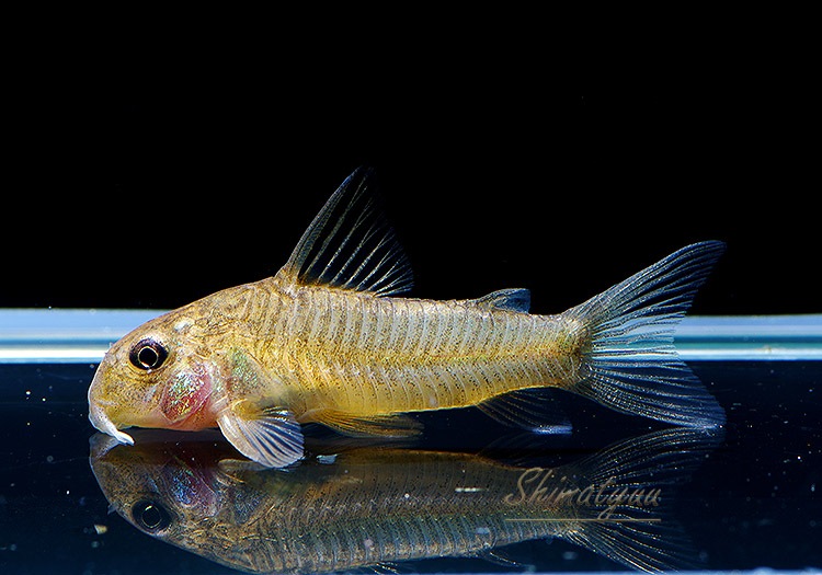 Co ホワイトビクトリア WILD 1匹 | コリドラス,ショートノーズ | AQUA Co ホワイトビクトリア WILD 1匹 | コリドラス,ショートノーズ | AQUA