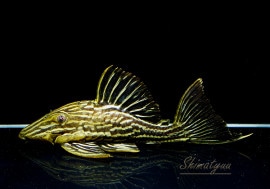 ʪǥ󥵥롡ȥꥪޥ󥷥ɡNo.01