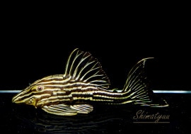 ʪǥ󥵥롡ȥꥪޥ󥷥ɡNo.02