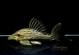 ʪǥ󥵥롡ȥꥪޥ󥷥ɡNo.03