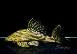 ʪǥ󥵥롡ȥꥪޥ󥷥ɡNo.04