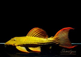 ����ʪ����������åȥȥ�ࡡ�ȥ���� �ȥ�����󥹡ɡ�No.01