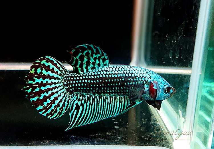 熱帯魚 ベタ エイリアン グリーン 1匹 すべての商品 Aqua F東京店通販ショップ