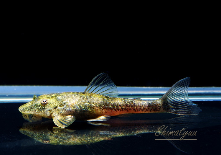 熱帯魚様 ベタ クラウンテール オス コイカラー 01M0408-017 熱帯魚 生体
