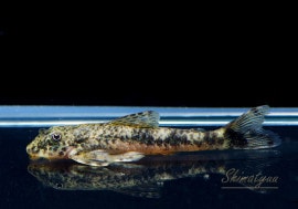 ��Ǯ�ӵ��ۡ��ѥ饪�ȥ��󡡥��ꥹ����������3ɤ