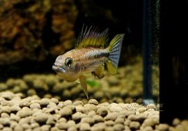 ���𡡥ӥ����˥��������ףɣ̣ġ��ȥƥե��ɡ��ĥ���С������У�