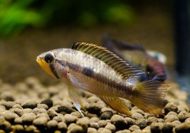 ����.sp. Elzeniense���ףɣ̣ġ��ȥޥʥ�����١ɡ������У�