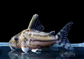 Cѡץ륱롡ףɣ̣ġ3ɤ