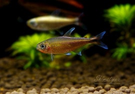 Ǯӵۡ󥯥ۡ㡡ڥȥСɡWILD1ɤ