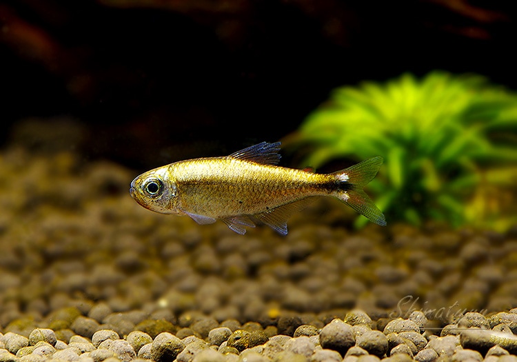 熱帯魚】 プラチナ・モンクホーシャ ロペシィ “クイアバ” WILD 3匹 熱帯魚】 プラチナ・モンクホーシャ ロペシィ “クイアバ” WILD 3匹