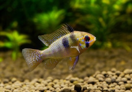 ɥĥࡡȥɥĥ֥꡼ɡɡ1У