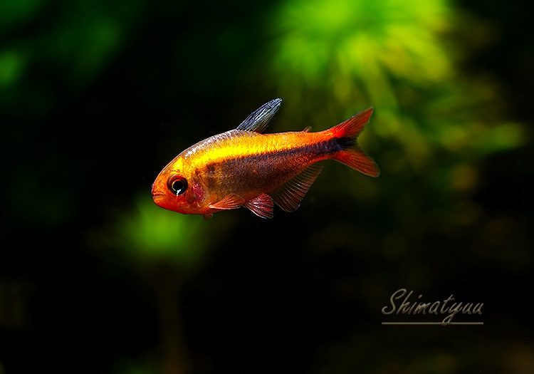 熱帯魚】 プラチナハイフェソブリコン・ミルメックス レッド WILD 3匹