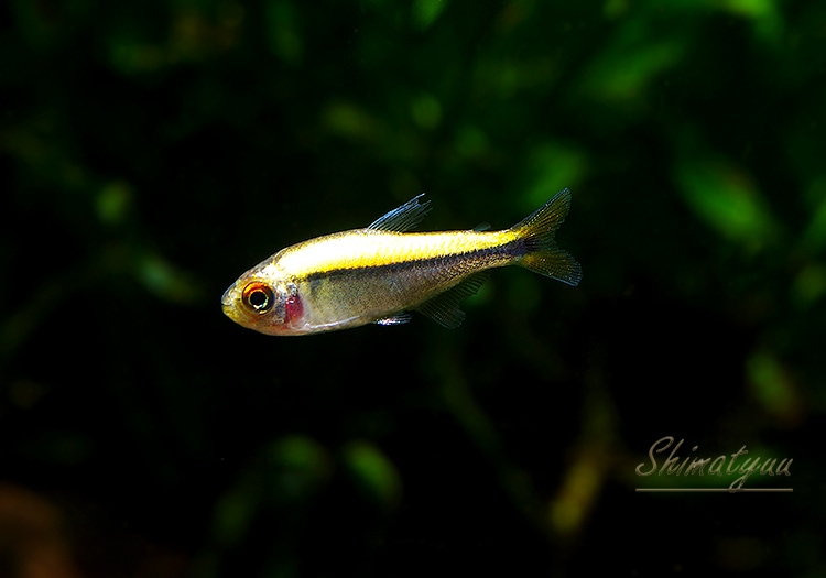 熱帯魚】 プラチナハイフェソブリコン・ミルメックス イエロー WILD 3