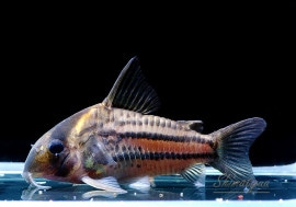 C����硼�ȥΡ���������ʡ�������WILD��1ɤ