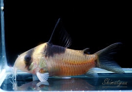 Cӥ롡WILDȥʥ 3ɤ