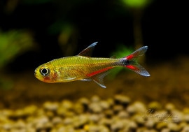 Ǯӵۡå 륿 ƥȥ顡rio cenepaɡWILD1ɤ