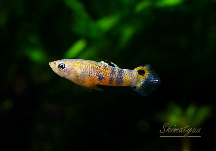 熱帯魚 ミクロポエキリア ピクタレッド スリナム ドイツブリード 1pr 熱帯魚 メダカ類 卵胎生メダカ Aqua F東京店通販ショップ
